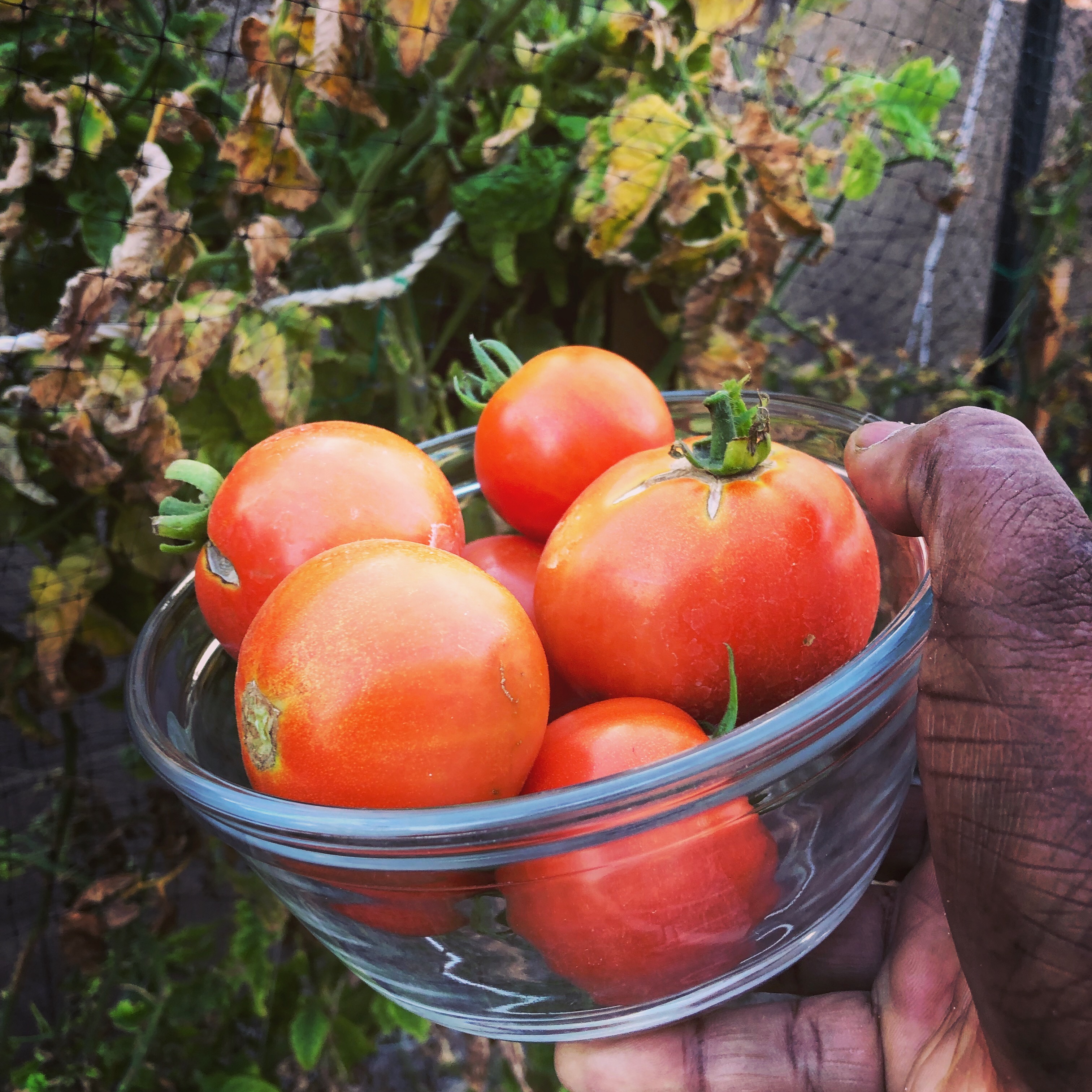 Bowl of freshly harvested tomatoes from a Phoenix backyard garden