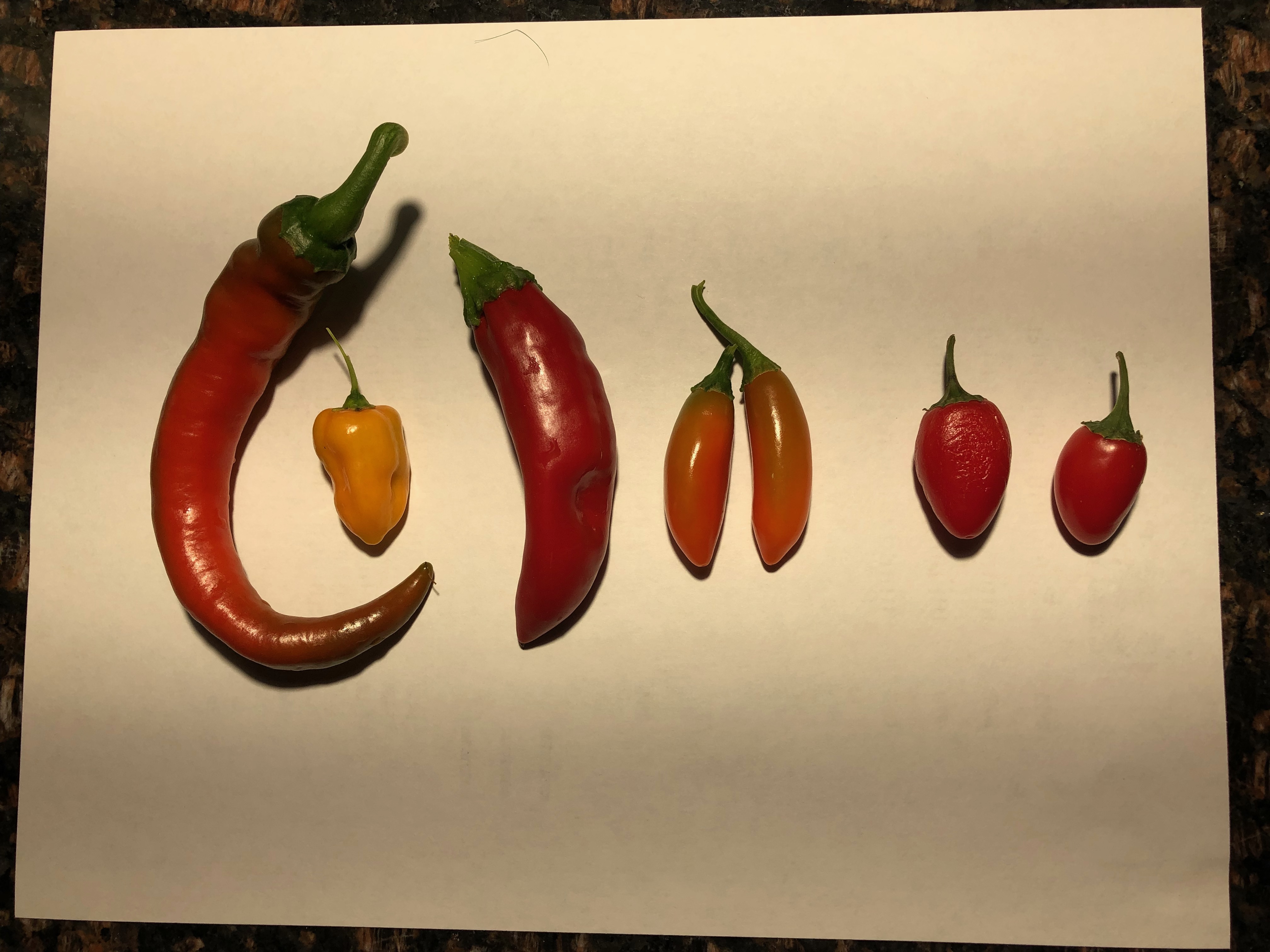 Colorful pepper varieties — cayenne, jalapeño, and habanero — harvested from a Phoenix backyard