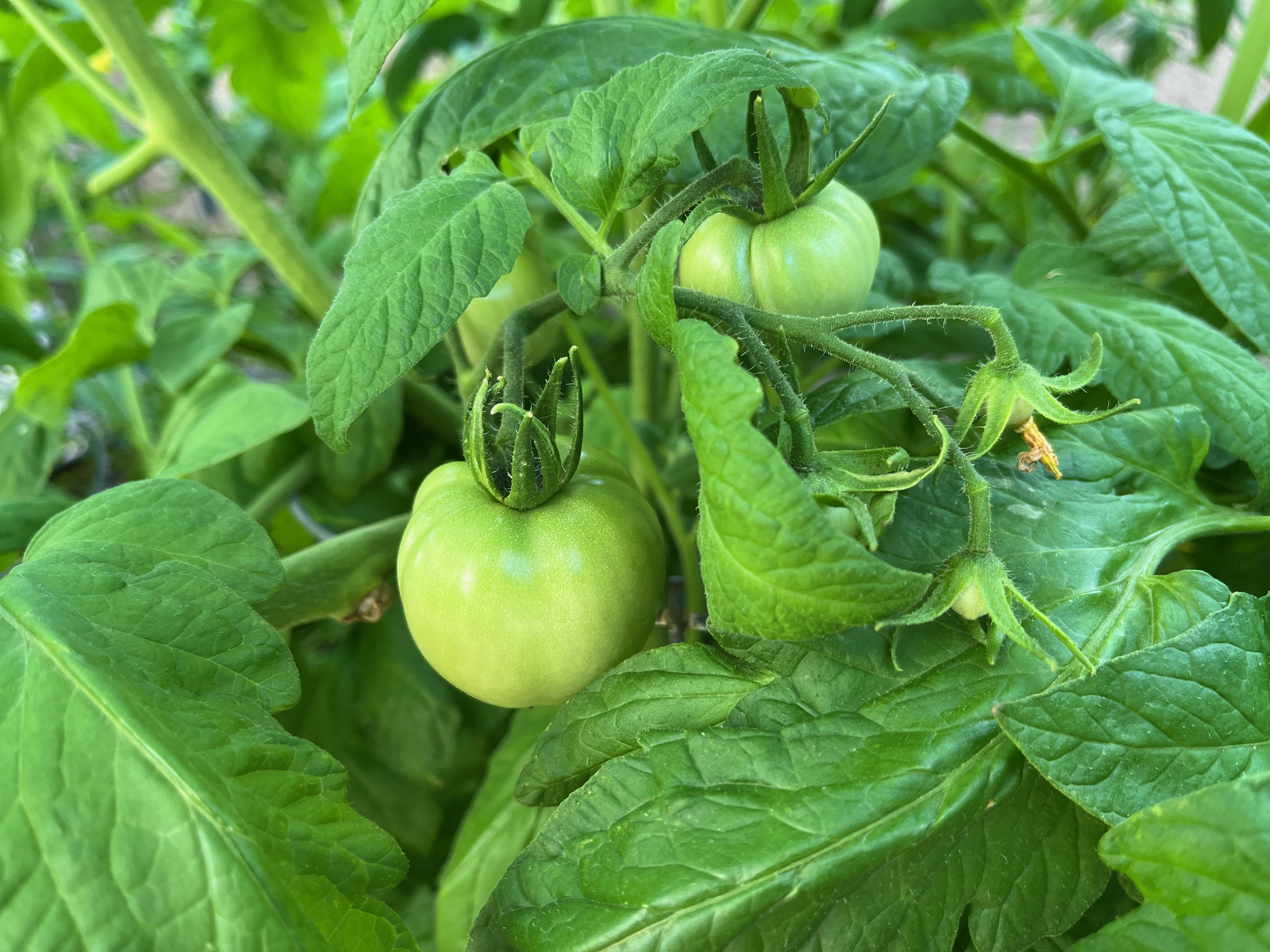 Green tomatoes ripening on the vine