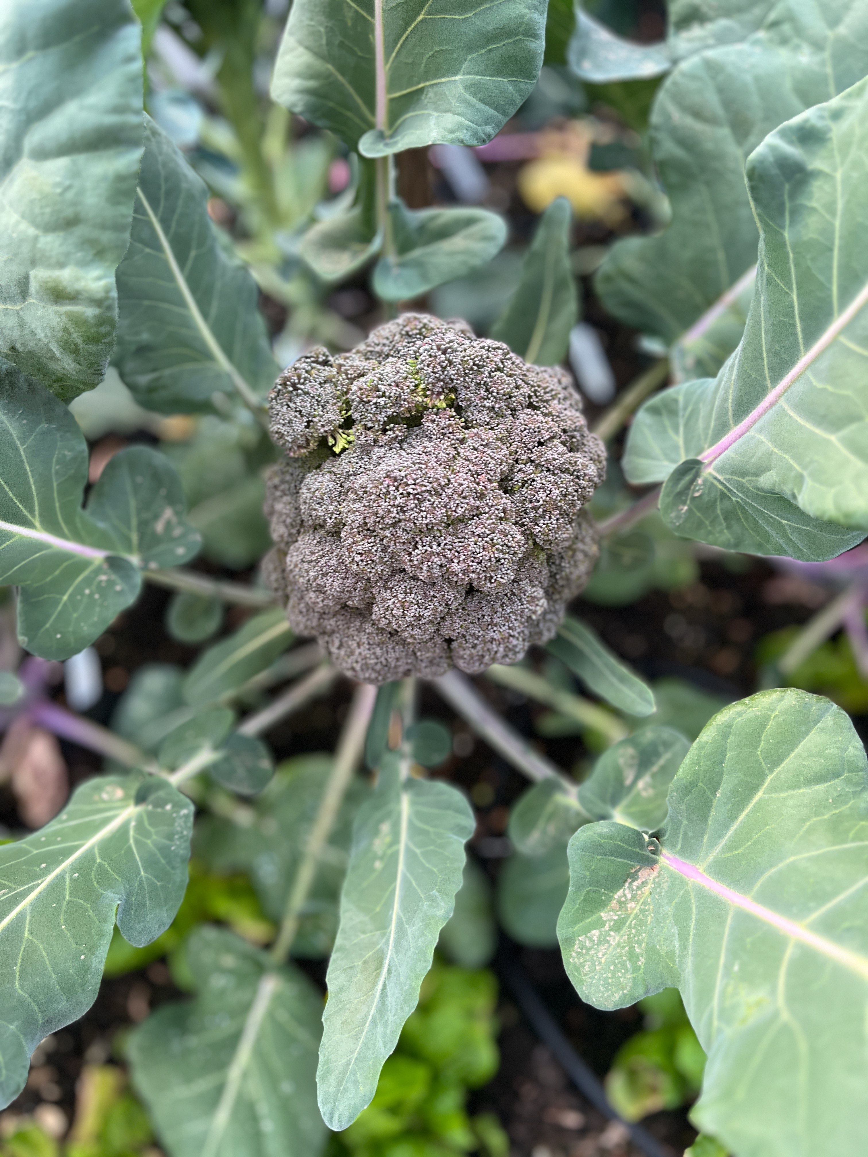 Close-up of broccoli head growing in a raised bed during Phoenix fall season