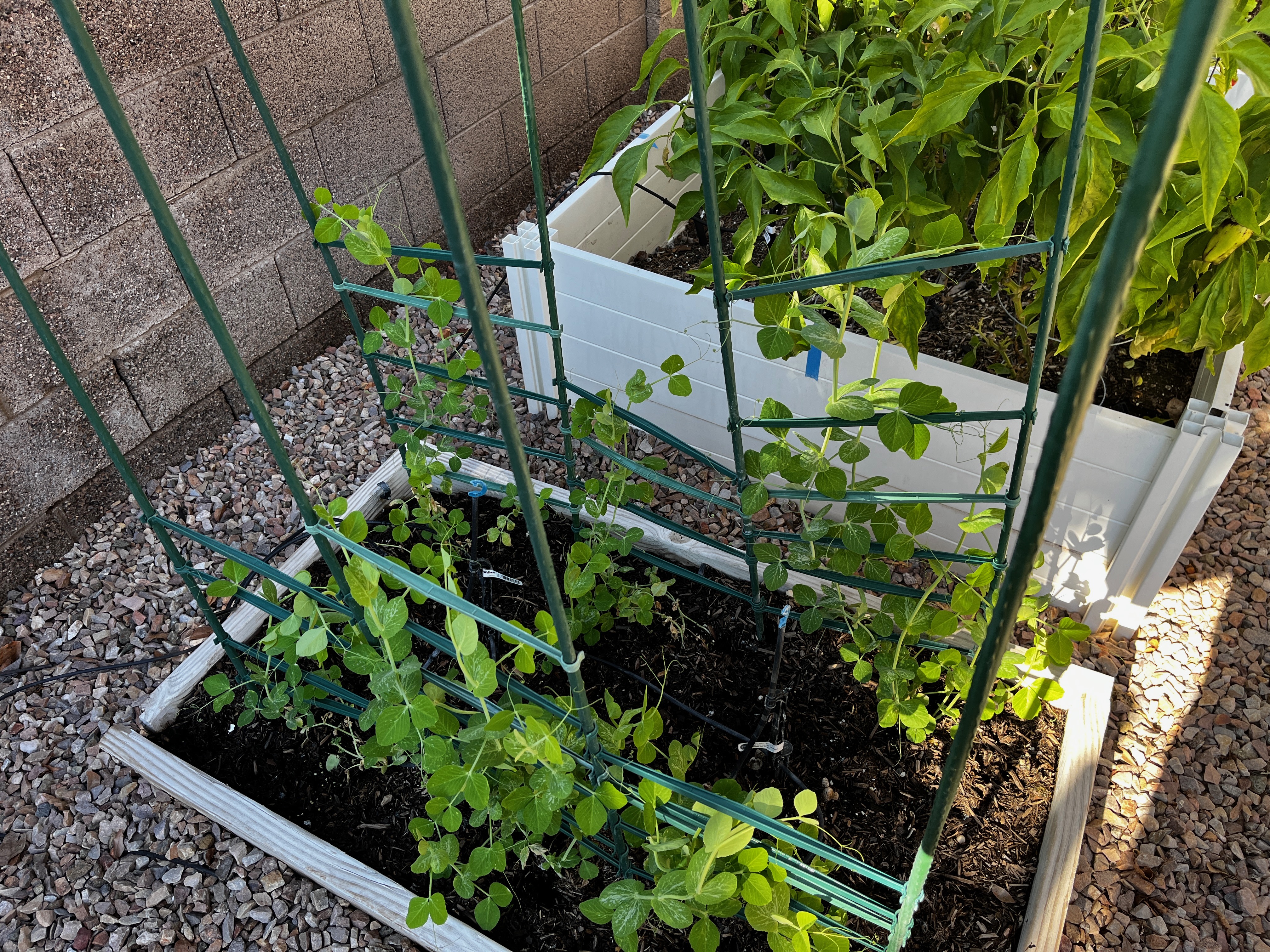 Snap peas growing on a trellis in a Phoenix desert garden