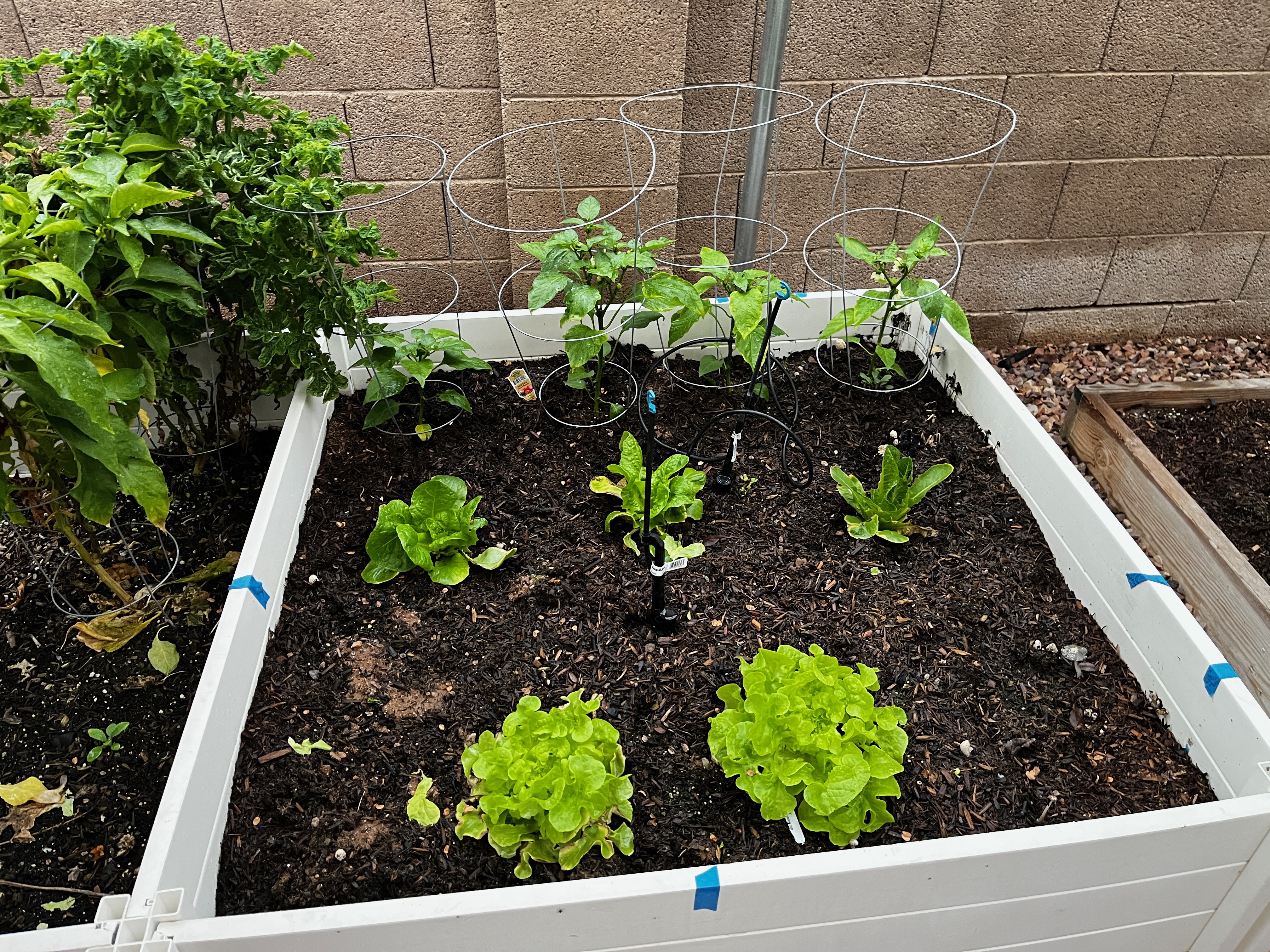 Raised garden bed with winter lettuce and vegetables growing in Phoenix