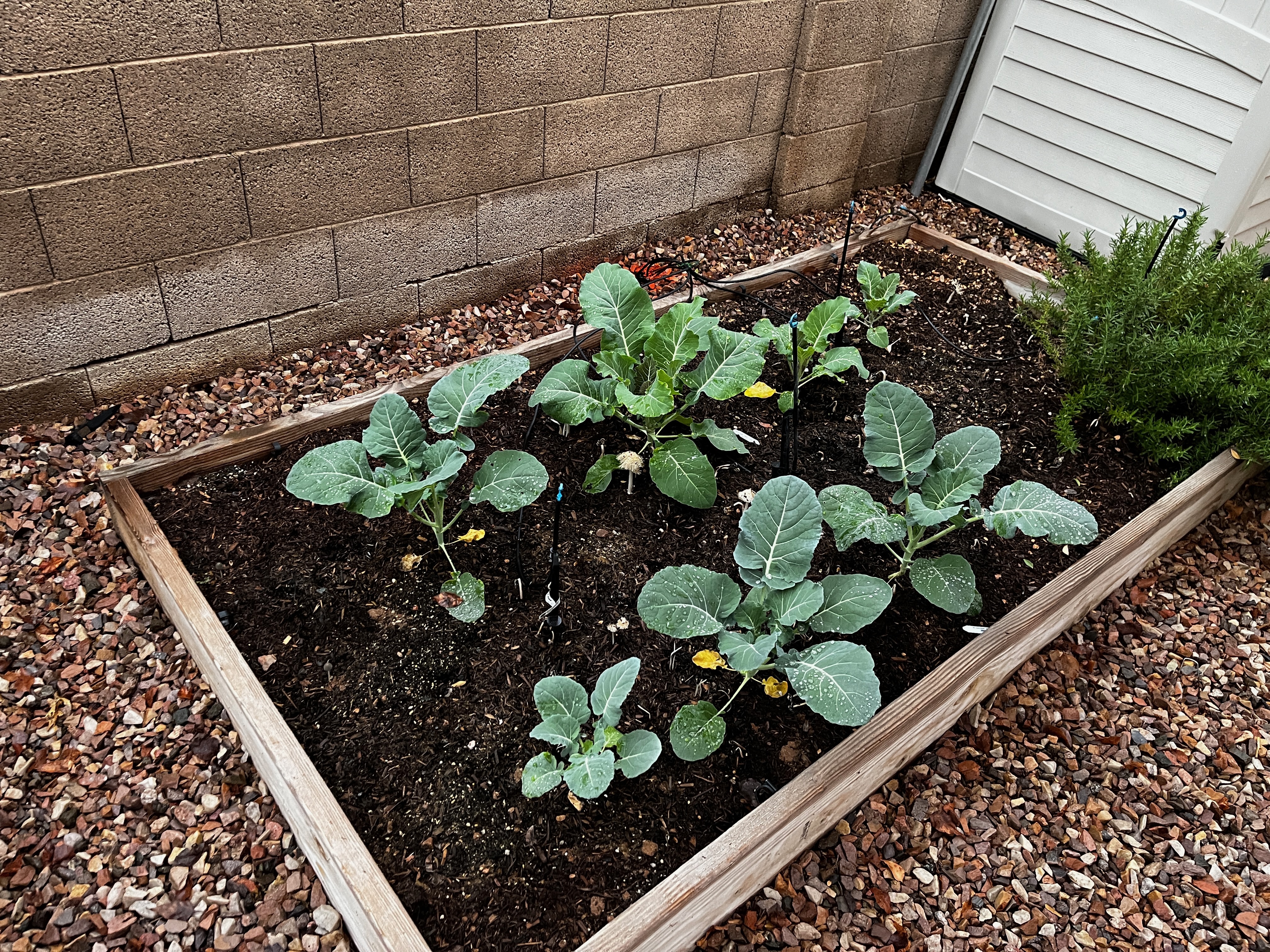 Broccoli plants growing in a wooden raised bed during Phoenix fall garden season